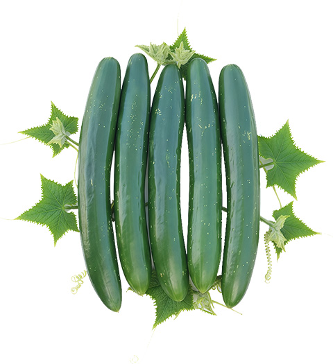 gree_river_pepinillo_holandés_WEb