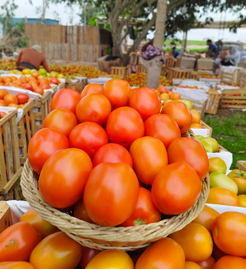 TOMATE-TERMINATOR-F1-HUACHO
