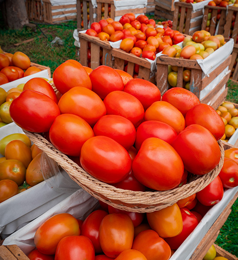 TOMATE-TERMINATOR-F1-HUACHO#2