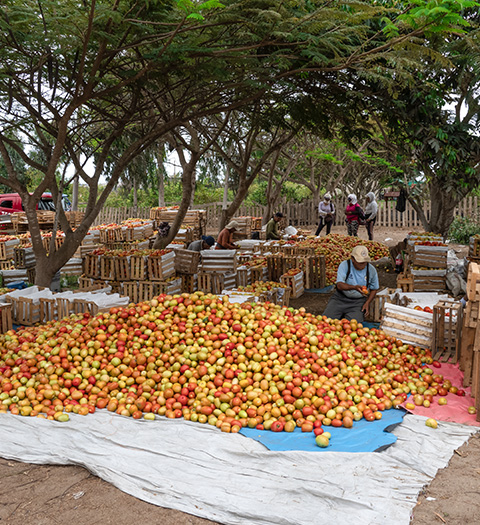 TOMATE-TERMINATOR-F1-HUACHO#3